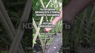 Спасибо за комментарии и  #ИвоваяФерма #сад #дача #огород #shorts #американка #garden #farming