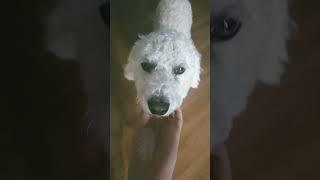 솔이#할아버지집 첫재 강아지 솔이!