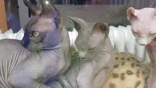 Intense Observation: Killer Serval and Sphynx Cats Eye Fox Cubs Hamas and Hezbollah