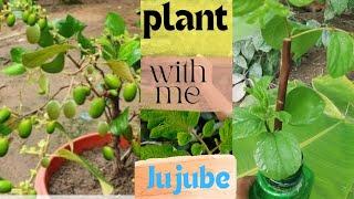 How to propagate jujube Tree Fast and so easy. 