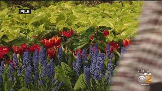 Phipps Conservatory And Botanical Garden Ready For New Start In 2021