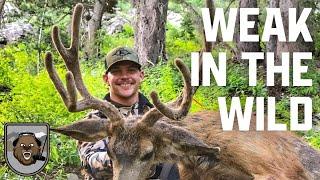 The Bear Archery Podcast Ep. 220: Train Wild - A WEAK Away