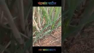 Datta Sendriy Shetiche rejalt#video