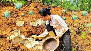 Single mother: Gardening to grow pineapples and discovering some antique | Ly Tieu Sam