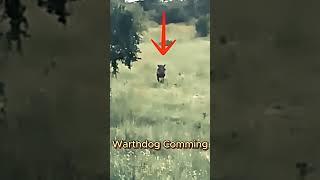 Warthog vs. Lions: The Chase You Didn’t See Coming!