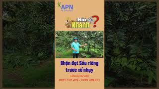 APN - Lưu ý chặn đọt sầu riêng trước xổ nhụy #saurieng #anphatnong #kythuatcanhtacsaurieng #short