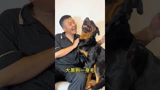 这条狗 #拉登与阿亮的日常生活