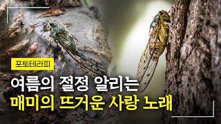 “여름이 뜨거워서 매미가 우는 것이 아니라, 매미가 울어서 여름이 뜨거운 것”