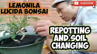 Repotting and Soil Changing Process for Kawista Bonsai@jamzserbabi