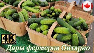 Цены на овощи и фрукты в Канаде.Local market. immigrantochka