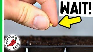 Are You Starting Pepper Seeds Too Early?