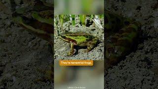Why Is This L.A. Neighborhood Called 'Frogtown'? | SoCal Wanderer | PBS SoCal