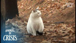 Cat Never Believes Her Owner Abandoned Her, Still Waiting In The Mountain | Animal in Crisis EP145