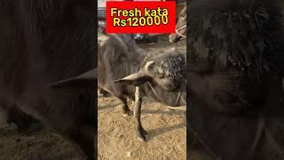 Fresh kata price#2024 #shahpurkanjramandi #lahore #multan #lyari #bhains #cow #cowmandi #eidspecial