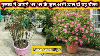 How to get heavy flowers on Rose in pot