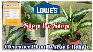 Lowe's Clearance Plant Rescue & Rehab || Step by Step