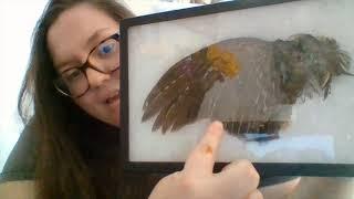 Nature Nuggets - Bird Feathers