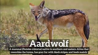 How Does Aardwolf Look? | How to Say Aardwolf in English? | What is Aardwolf?