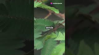 The Plant That Can Communicate!  #facts #curiosphere #science