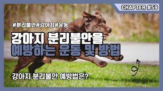 강아지 분리불안을 예방하는 운동 및 방법