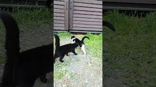 Angel Valley Farm cats Peka and Flow.