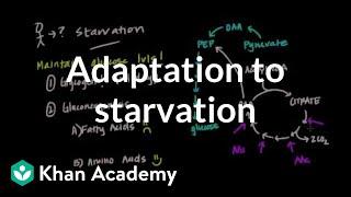 How does the body adapt to starvation?