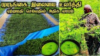 முருங்கை இலையை உலர்த்தி ஏற்றுமதி செய்வதில் அதிக லாபம் ||moringa leaf drying process #moringa