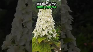 윤복희님이 극찬한 대한민국 천재가수 #정보 #지식