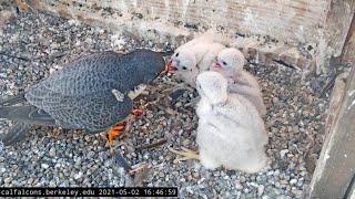 Cal Falcons Nest Cam, UC Berkeley