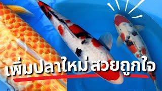 เติมปลาคาร์ฟ ลงบ่อ 20 ตันกันสักหน่อยครับ | บ่อมหัศจรรย์ EP.13