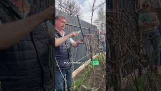 Не загубите смородину обрезкой! Правильная обрезка смородины весной: какие ветки обрезать.