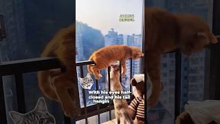 Cat enjoying the view from his little throne#cat #cute #catlover