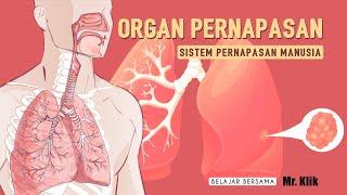 SISTEM PERNAPASAN MANUSIA | ORGAN PERNAPASAN