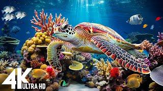 [NEW] 11HR Stunning 4K Underwater Footage-Rare & Colorful Sea Life Video, Sleep Meditation Music #3