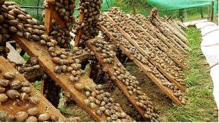 Amazing Snail Farm Technology  - Snail Harvest and Processing - Products of Snail : Snail caviar