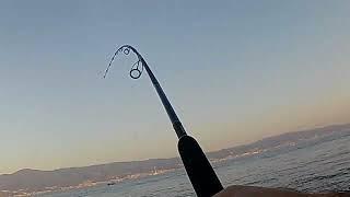 Tonnetti a shore jigging