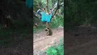 Chatching #reels #wildlife #tigerspotted