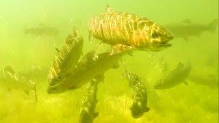 Fishing: trout attack lures / micro - spoons underwater. Форель атакует микро-колебалки.