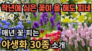 봄에 꽃 피는 야생화, 번식이 잘 돼서 매년 꽃을 볼 수 있는 야생화 30종을 소개해 드립니다.