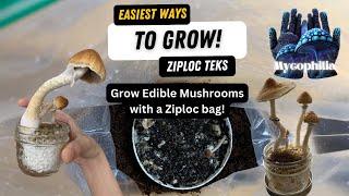 Easiest Way to Grow Edible Mushrooms: Ziploc Bag TEK(s)! Pros and Cons, And a Few Methods