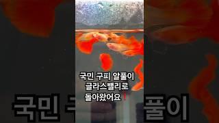 국민 구피 알풀이 이렇게 변했어요️ #구피 #구피분양 #구피치어 #aquarium #물고기 #구피키우기#굽썰