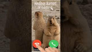 Himalayan Mormont is calling