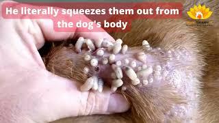 How to treat a dog with Mango Worms Infestation 