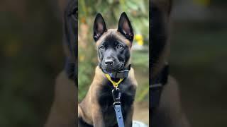 Future K9 Star or Couch Potato? Adorable Belgian Malinois Puppies!