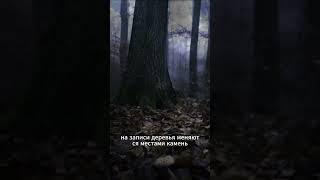 Мистический лес в Румынии. Туристы исчезают. Запись — остаётся.