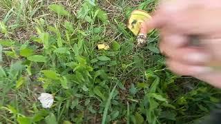 Моховики не перестают удивлять12.08.2024 г. Курск #shorts #short #funny #nature #shortsvideo