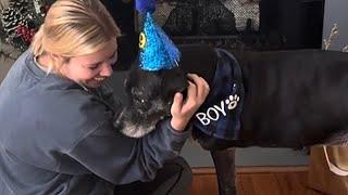 Woman has birthday party for dog in shelter for 1000 days