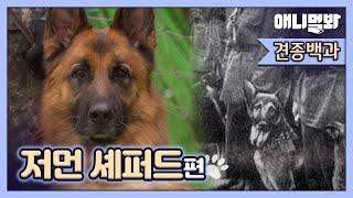 그 시절, 강아지가 아니라 무기여야만 했던 저먼 셰퍼드 이야기ㅣStory Of German Shepherd Who Had To Be A Weapon, Not A Dog