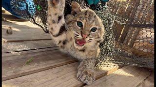 Releasing 3 Bobcats