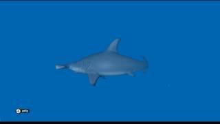 Hammerhead Animations Demo